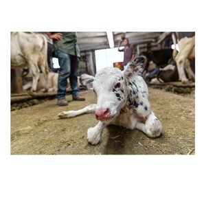 Baby Cow Newborn Calf Photo Print Farm Photography Barn Animal Art Wall Photos Photograph Home Office Wall Decor