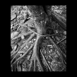 Nature Photography, Black and White, Trees, Home Office Wall Decor Art Print Photograph, Fine Art B&W Photo, Tree