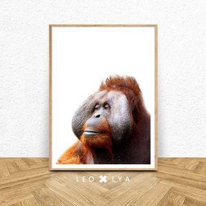 Pôster de macaco, Foto de animal, Pôster da selva, Animais selvagens, Pôster infantil, Impressão de macaco, Foto da natureza, Baixar macaco