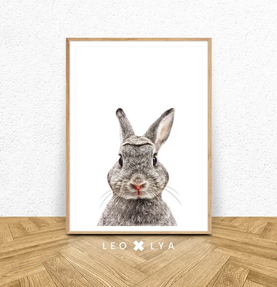 Animaux Des Bois Photo Lapin Lapin Chambre Bebe Decoration Etsy