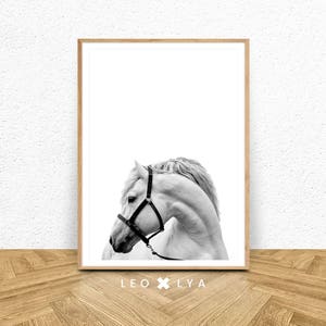 Horse Print, Horse Photography, Horse Printable Art, Horse Photo, Horse Decor, White Horse, Horse Art, White Horse Art, Horse Black White