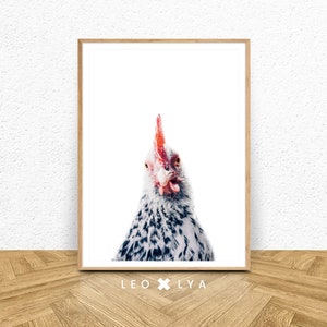 Hühnerposter, Hühnerfoto, Bauernhoftierposter, Kinderposter, Hühnerdruck, Naturfoto, Download Huhn, Hühnerposter