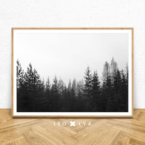 May include: Black and white photograph of a forest with tall trees silhouetted against a foggy sky.