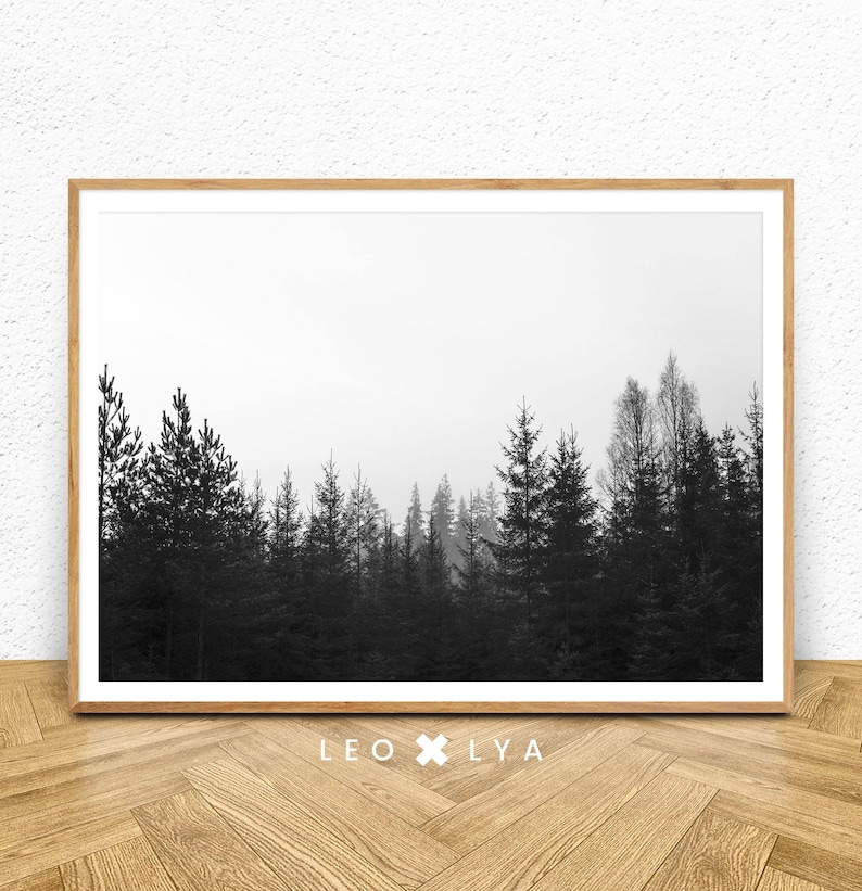 May include: Black and white photograph of a forest with tall trees silhouetted against a foggy sky.