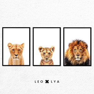 May include: Three framed prints of lion cubs. The left print features a lioness cub with a light brown coat. The middle print features a lion cub with a light brown coat. The right print features a male lion cub with a dark brown mane.