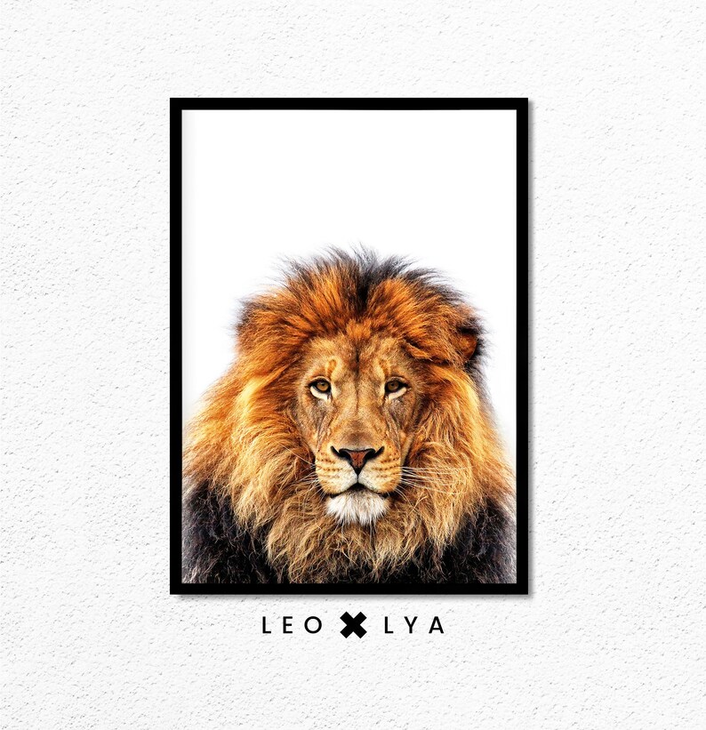 May include: A close-up portrait of a lion with a thick mane of brown and gold fur. The lion is looking directly at the camera with a serious expression. The background is white.