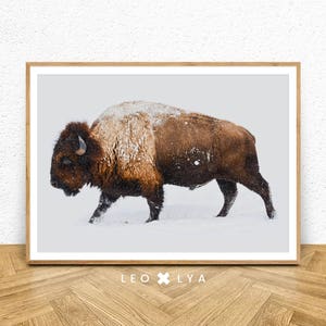 Buffalo Wall Art, Bison Print, Snow Print, Wild Animals, Printable Boys Room, Modern Wall Decor, Colour Photo, Animals Prints