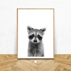 Waschbärfoto, Tierdeko, Schwarz-Weiß, Babyzimmer, Babyzimmerposter, Kinderdeko, Tierbild, Tierposter