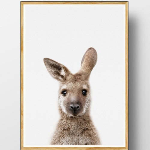 KANGAROO PRINT Curious Kangaroo Drawing Download Wall Art Etsy