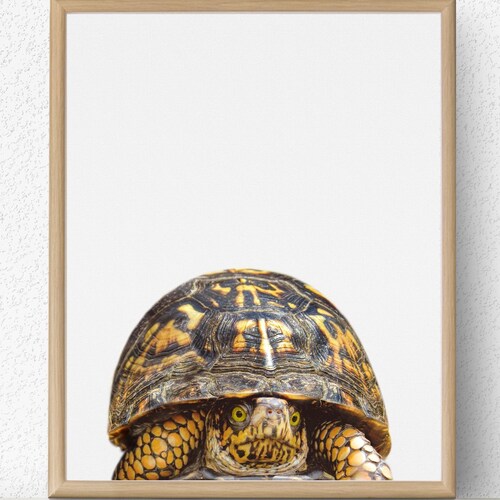 Nursery Wall Art Turtle Print Nursery Animal Print Nursery Etsy