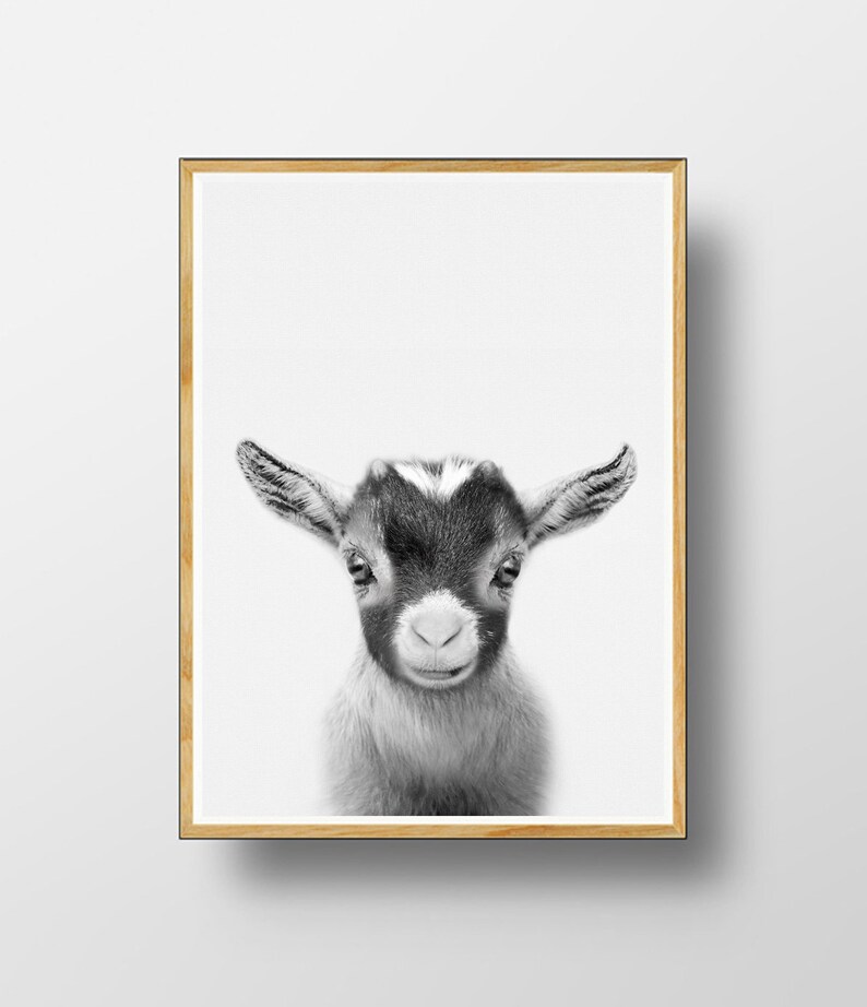 Goat Baby Print Goat Poster Nursery Animals Nursery Print Etsy