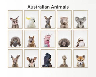 Ensemble d'impressions de chambre d'animal australienne | Bébé koala réaliste, oeuvre d'art murale kangourou (téléchargement numérique)