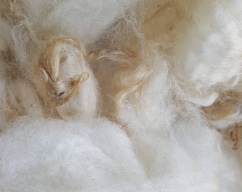 Cream natural undyed wool fleece, 1oz, cream wool fleece, spinning wool, weaving wool, felting wool, plain wool fleece, doll making, macrame