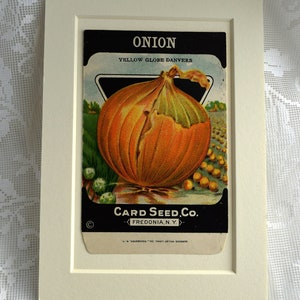 Sachet de graines d'oignon jaune Globe Danvers VIntage Card Co., prêtes à être encadrées