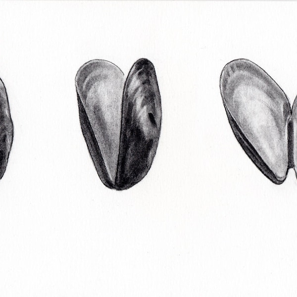 Original Charcoal Drawing 9" x 5" mussels study contemporary still life modern black and white art