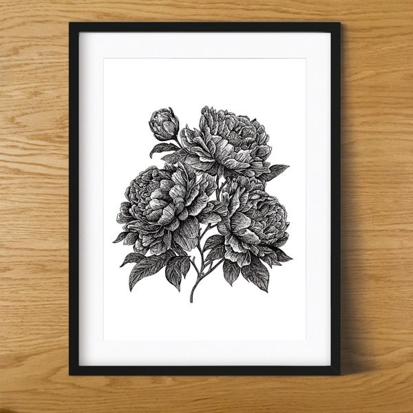 Illustration Pivoines peonies, noir et blanc, format A4, décoration, impression HD