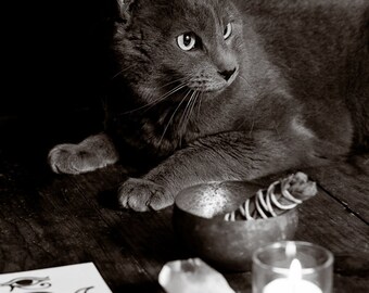 Witch's Familiar - Photographic Print, Wall Art, Home Decor, Pagan, Wicca, Cat, Goth, New Age, Fine Art
