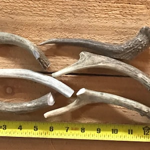 6 pack antler dog chews,Antlers for dogs (6 count) **worldwide antler chews**