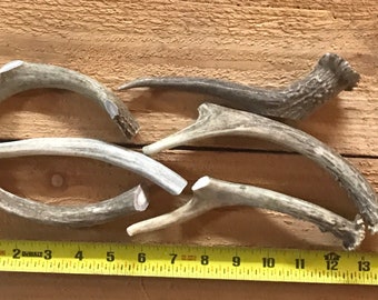 6 Pack Antler Dog Chews | Natural Deer Antlers for Dogs | Long Lasting antlers for dogs.