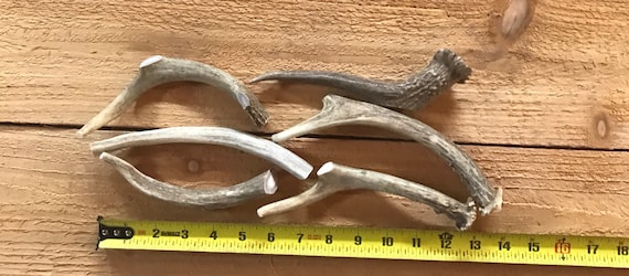 6 Pack Antler Dog Chews | Natural Deer Antlers for Dogs | Long Lasting antlers for dogs.