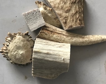 Small Pet Antler Chews – Natural Chews for Rabbits, Hamsters, Ferrets, Rats & more