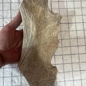 Huge antler dog chew/fallow deer antler chew/XXL natural antler dog chew