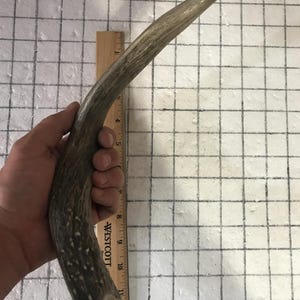 Extra large Antler for dogs/antler dog chew/deer antler dog chew