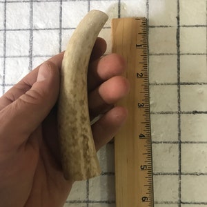 May include: A section of a deer antler, light brown in color, held next to a wooden ruler. The antler measures approximately 6 inches in length. The antler has a curved shape and a textured surface.