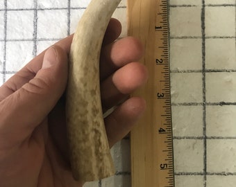 Whole cut Elk antler dog chew.