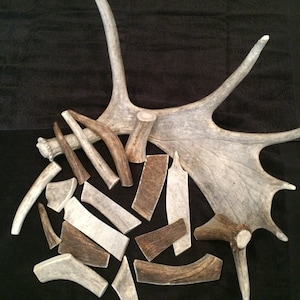 May include: A collection of antlers, including a large antler with multiple points, and several smaller antler pieces. The antlers are a light brown color and have a natural, rough texture.