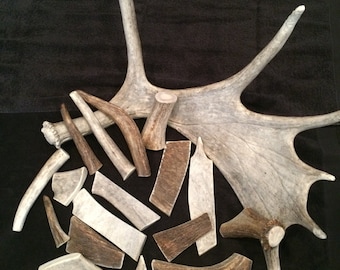 2lbs of moose antler dog chews