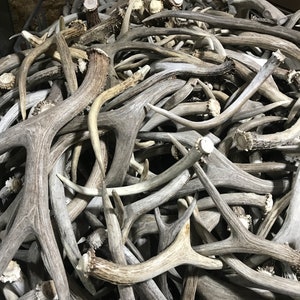 May include: A large pile of deer antlers in various sizes and shapes. The antlers are primarily shades of gray and brown, with some having a lighter, almost white appearance. The texture appears rough and natural, suggesting they are shed antlers.