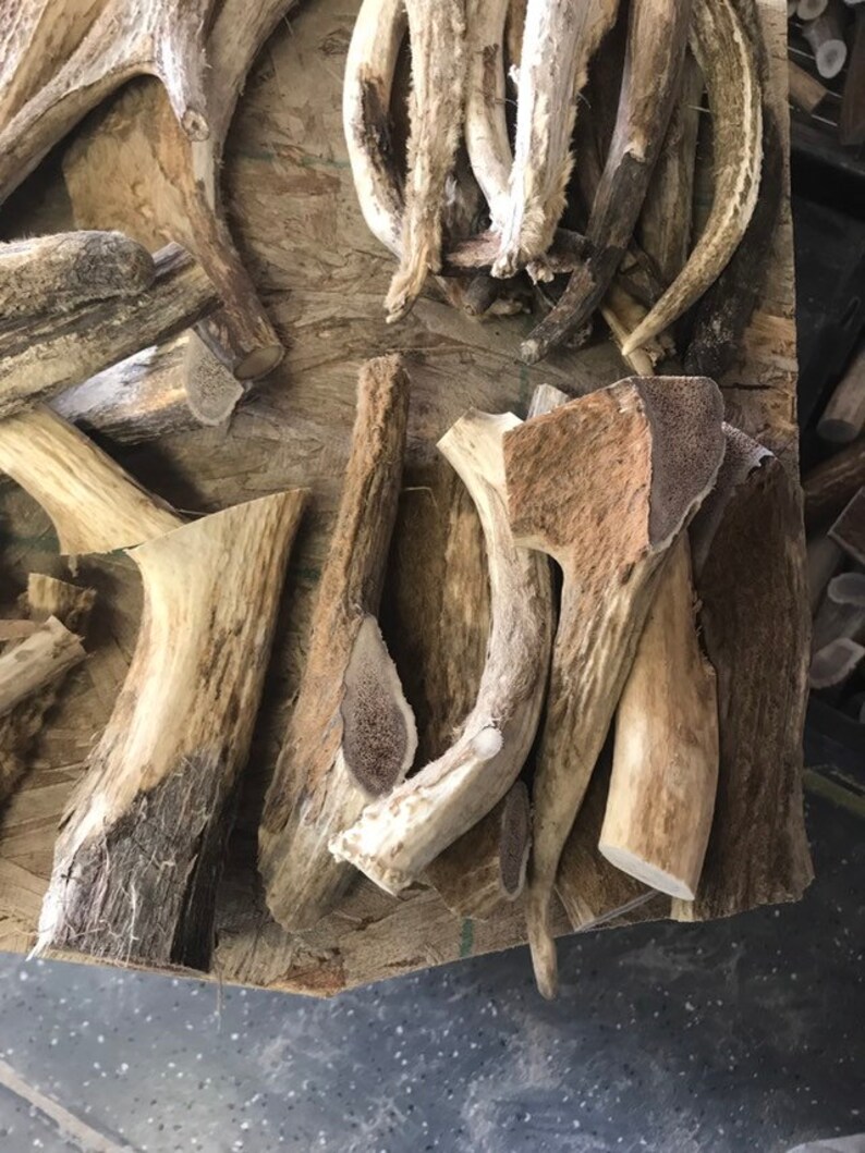 elk antler velvet for dogs