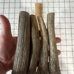 4 Pack Elk Antler Dog Chews – Whole Cut, Long Lasting Natural Antler Treats for Dogs