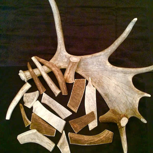 Moose antler dog chews