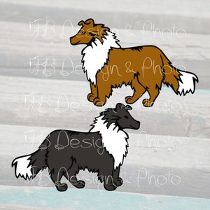 Shetland Sheepdog Vector/Raster- SVG, PNG, JPG