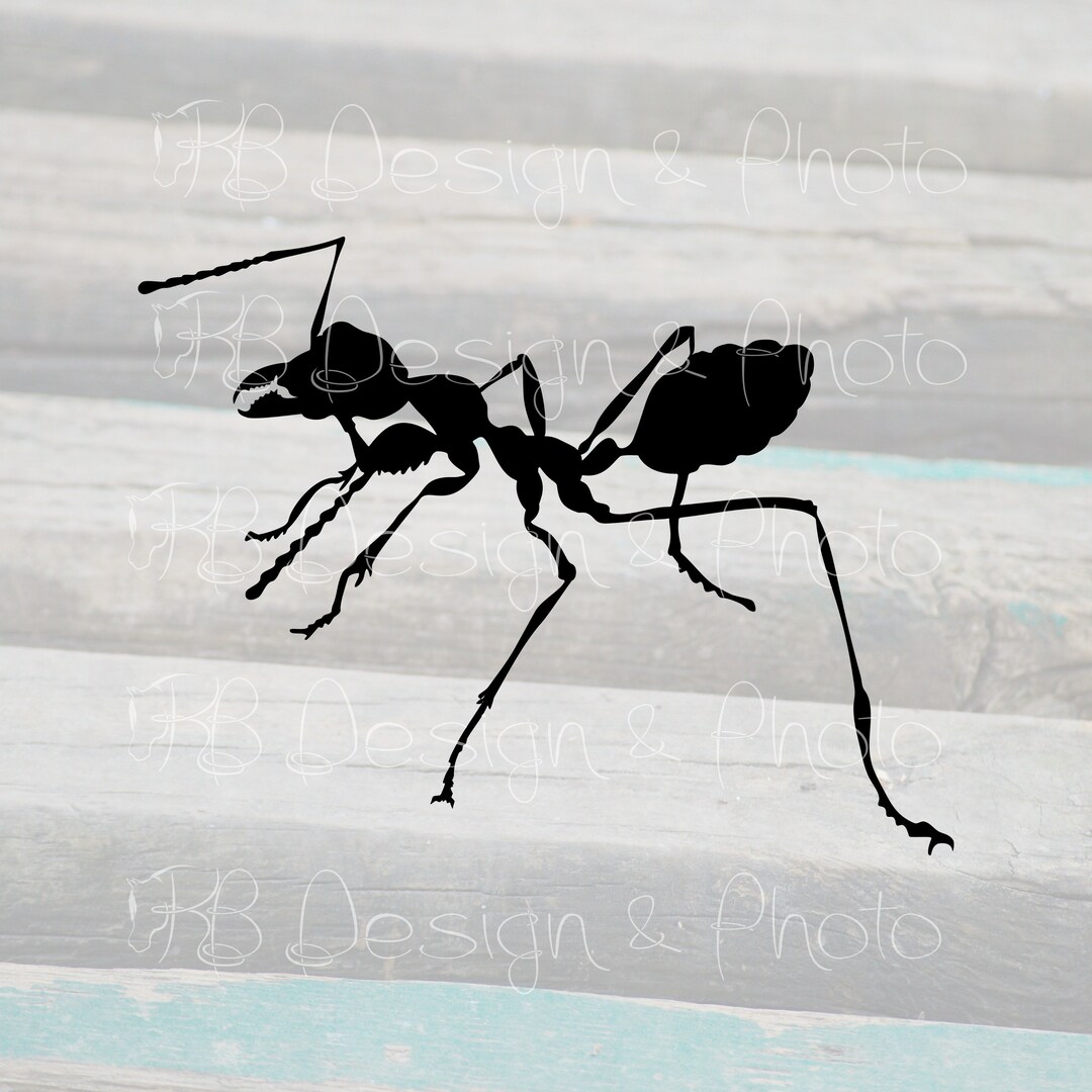 Ant Vector/raster- SVG, PNG, JPG - Etsy