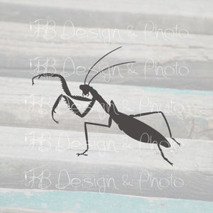 Praying Mantis Vector/Raster- SVG, PNG, JPG