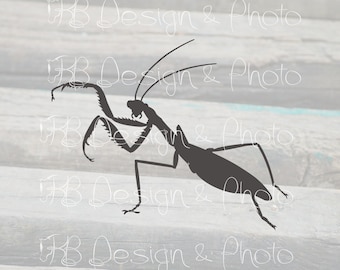 Praying Mantis Vector/Raster- SVG, PNG, JPG