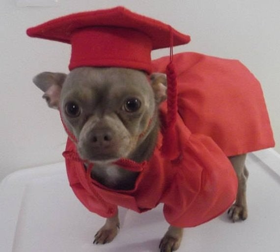 Pet Graduation Caps Small Dog Graduation Hats with Yellow Ta - Inspire  Uplift