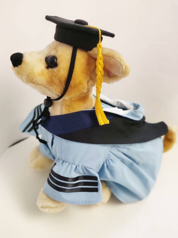 Dog in Graduation Cap and Gown. Realistic Chihuahua Portrait. Generative AI  Stock Illustration - Illustration of bachelor, master: 277818464
