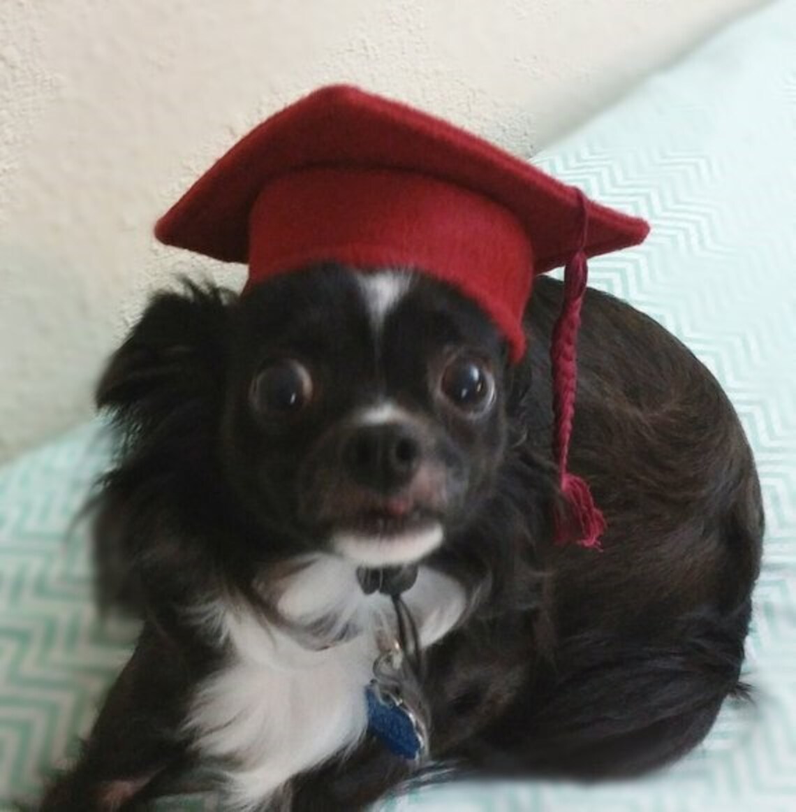 Dog Graduation Cap and Gown Cat Graduation Cap and Gown Pet Etsy