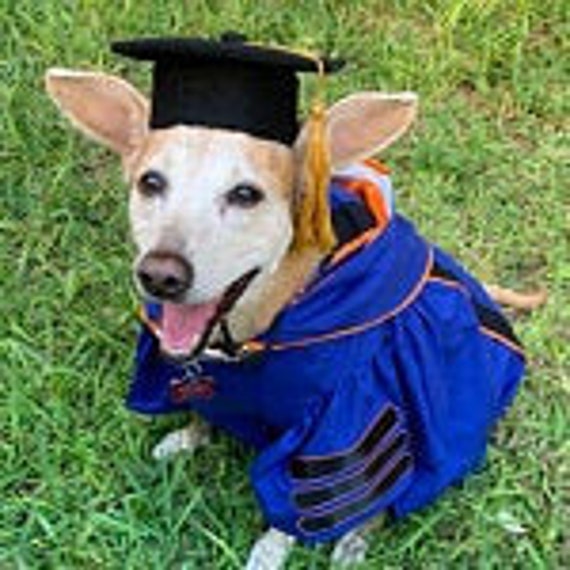 Chihuahua in graduation cap and gown earns bachelor's degree in cuteness