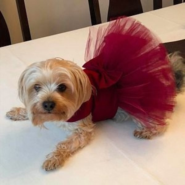 Bridesmaid Dog Dress Etsy