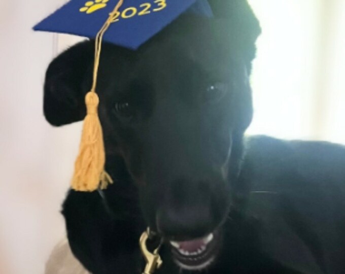 Dog Graduation Cap & Gown Therapy Dog Graduation Cap Etsy