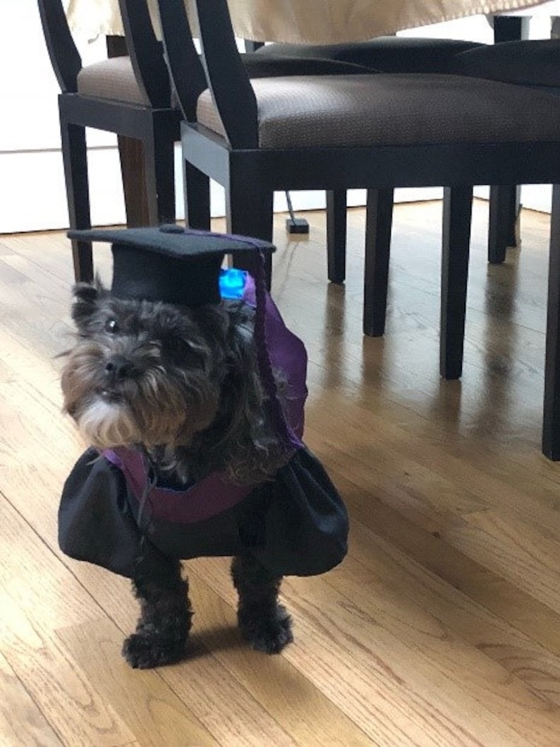 Dog Doctoral Graduation Cap and Gown
