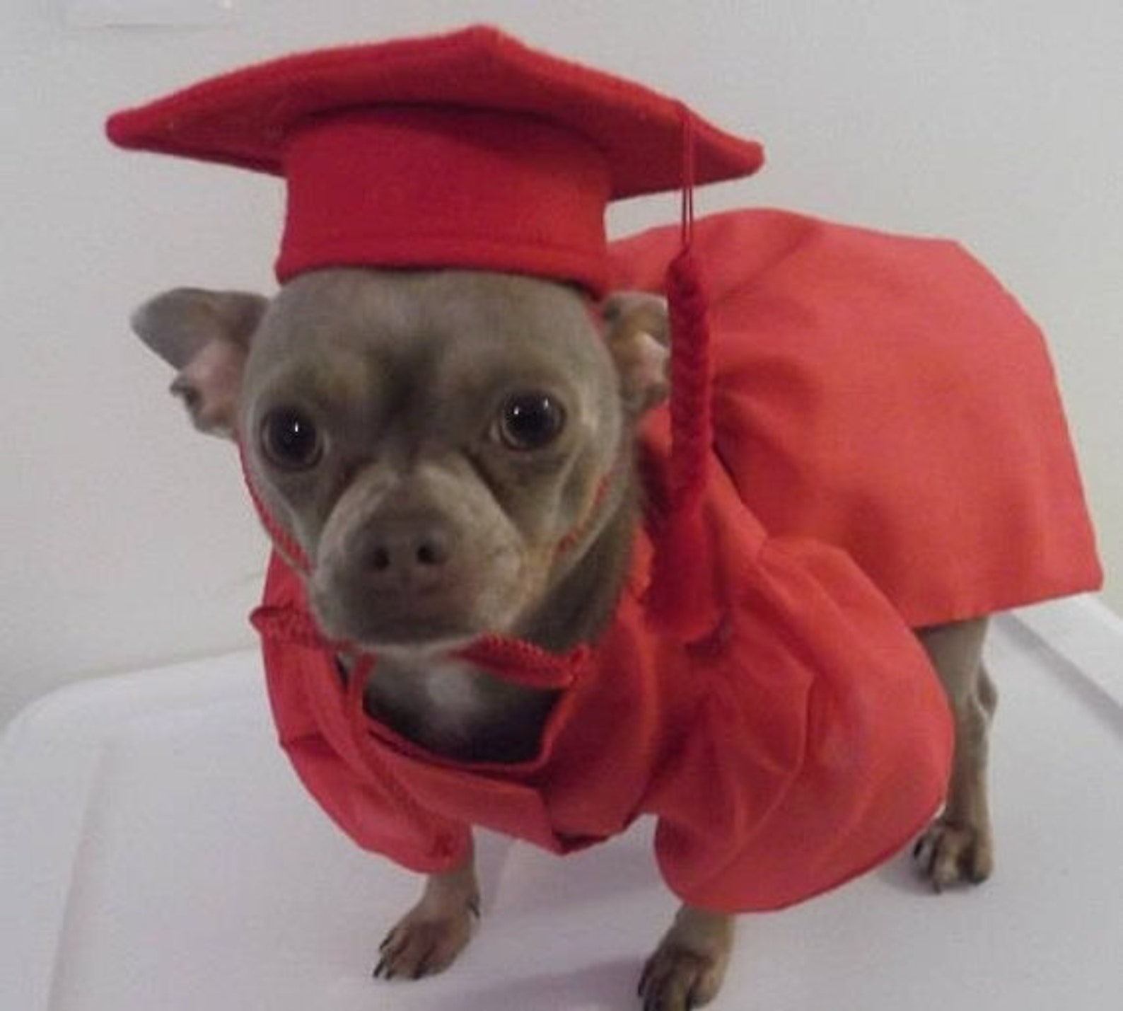 Dog Graduation Cap and Gown Cat Graduation Cap and Gown Pet Etsy