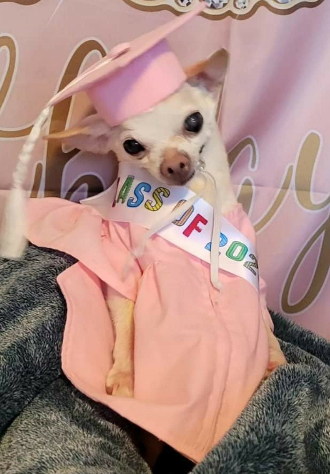 Dog Graduation Cap and Gown Cat Graduation Cap and Gown Pet Etsy