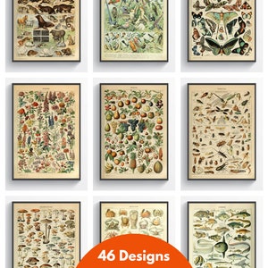 Adolphe Millot Prints Botanical, Animal, Flowers, Fruit, Vegetables, Eggs, Reptiles, Fish, Insects and Mushrooms Vintage French Art Posters