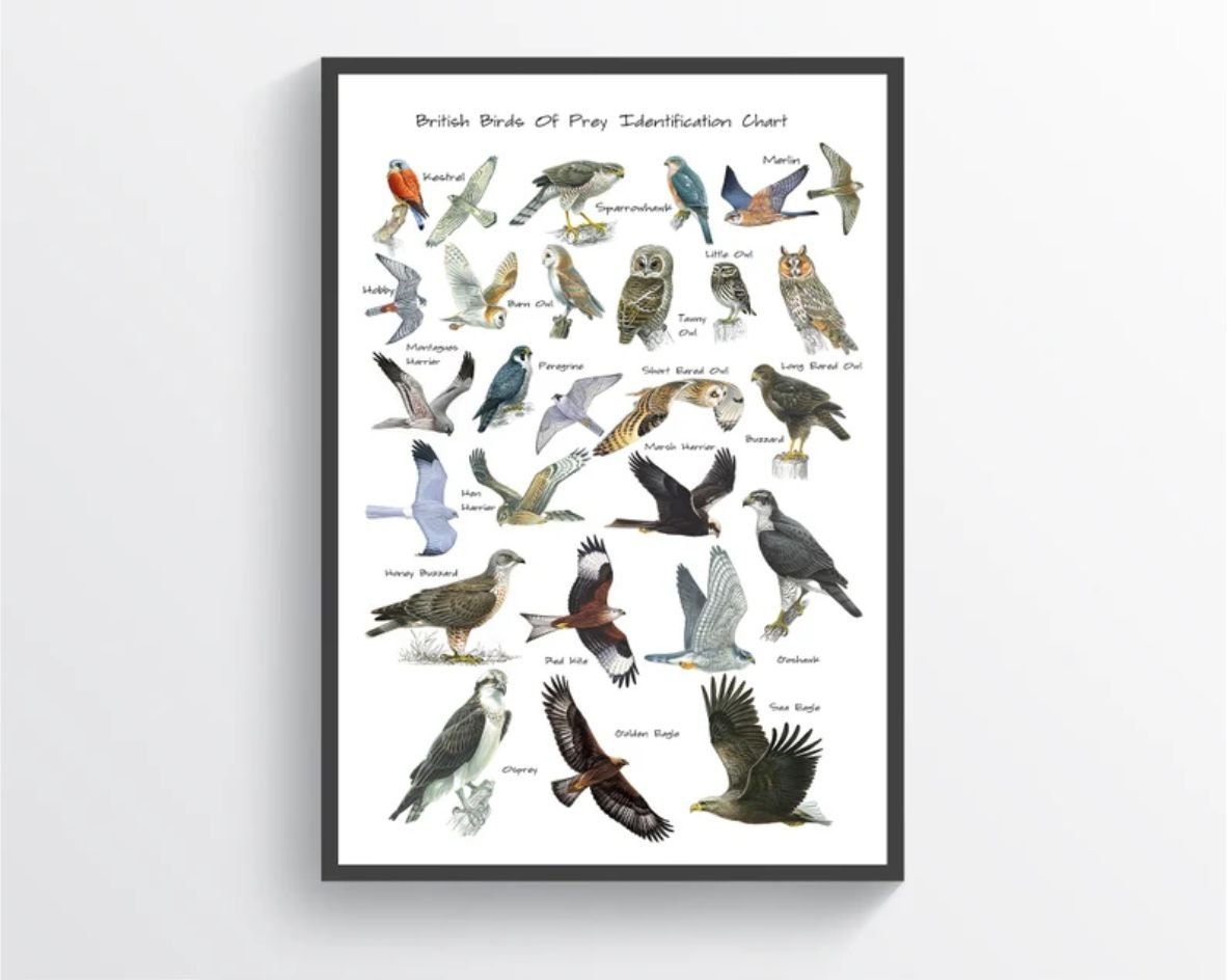 Pin by Anthony & Cheryl on bird posters  Birds of prey, British birds of  prey, Wild birds